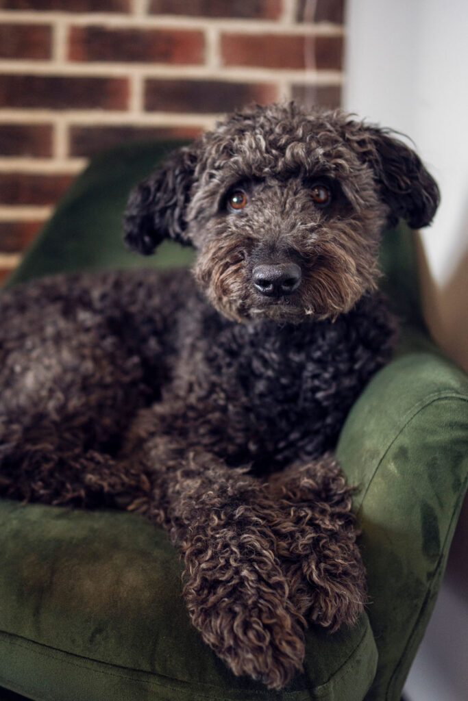 hund auf grünem sessel